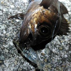 レガーメ　牙突